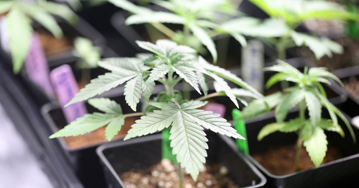Northern Leaf "on the road in terms of sales" ahead of London listing - Vimarsana News
