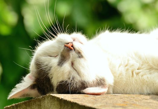 CULT Food Science Corp - CULT Food Science launches Noochies! Freeze Dried Cat Snacks in North America
