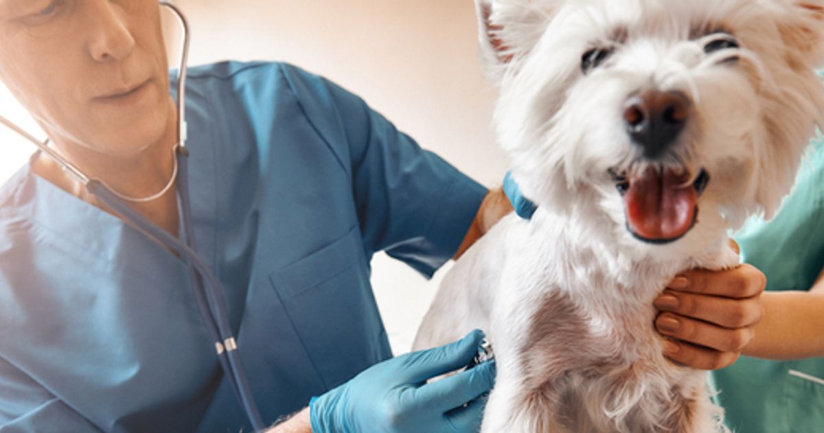 VolitionRx joins up with VPG to launch Nu.Q Vet Cancer Test in UK and Ireland - Vimarsana News