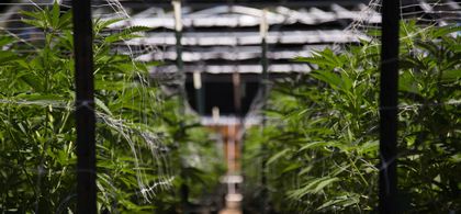 organigram british american tobacco Organigram jumps after securing further investment from BAT