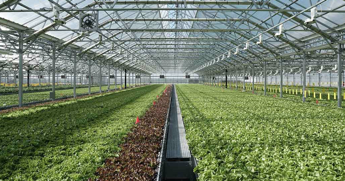 CO2 GRO technology gets lettuce grower test; updates on Colombia Rose project - Vimarsana News