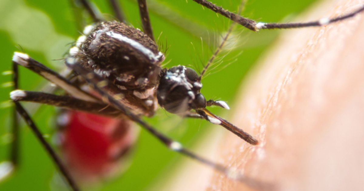 Island Pharmaceuticals gets ready to tackle mosquito-borne diseases as warmer climate accelerates spread - Vimarsana News