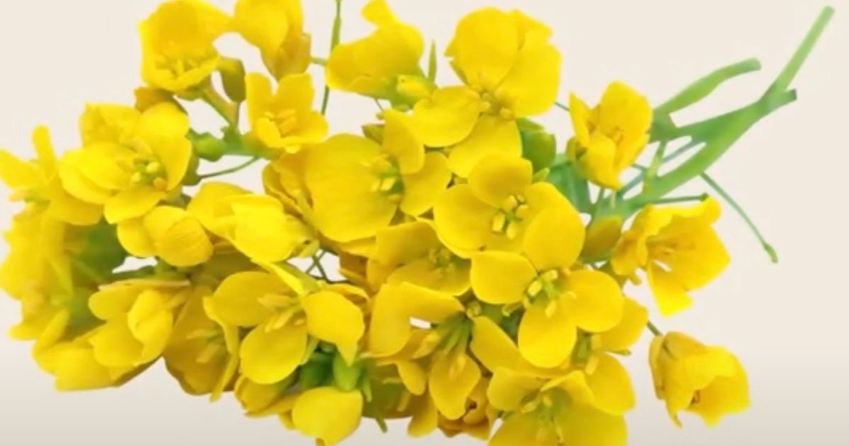MustGrow shares rally on commercial license agreement with Bayer for biocontrol technologies in EMEA region - Vimarsana News
