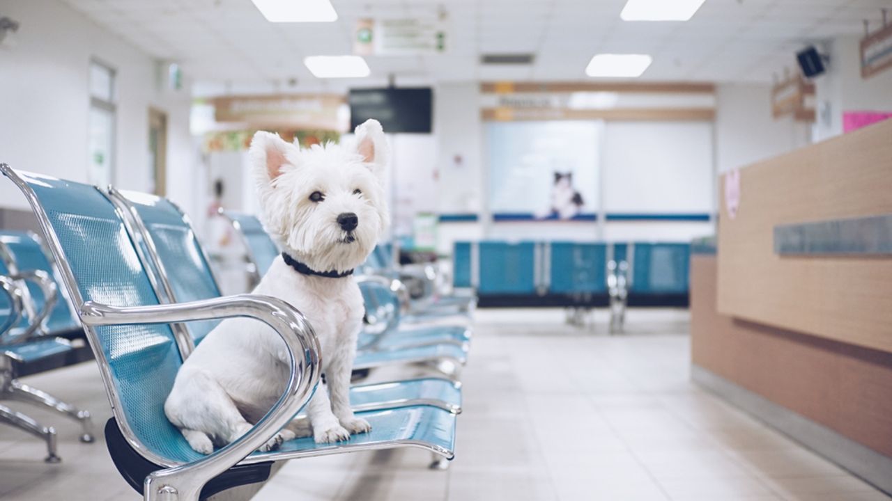 Dog in vet waiting room