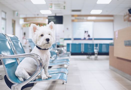 Dog in vet waiting room