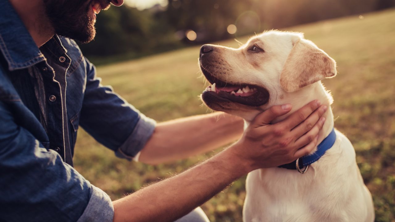 Person and dog