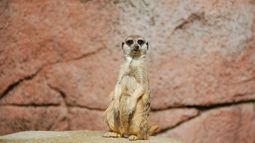 Meerkat of Madagascar