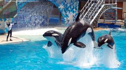 Killer whales performing a show at Seaworld