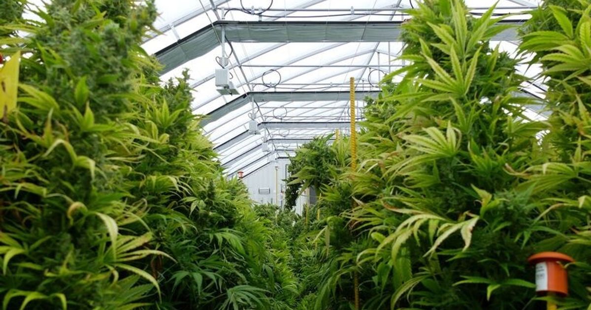 Maricann looks to replicate Canada success in newly legal German cannabis market