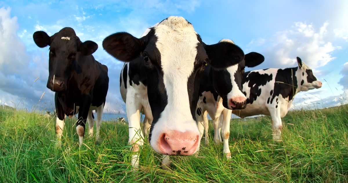 National Milk Records boosted by dairy price recovery | AQSE:NMRP