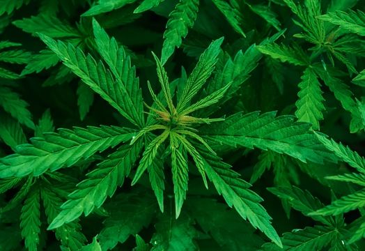 cannabis flower