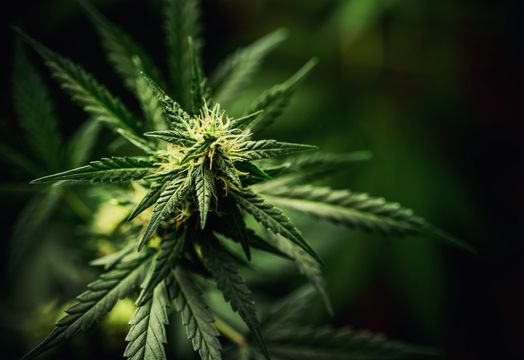 cannabis