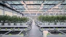 Cannabis growing