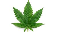 1594394065_cannabis